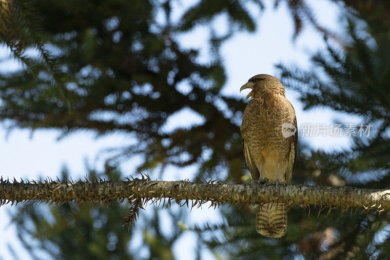 Chimango Caracara (Milvago ximango)